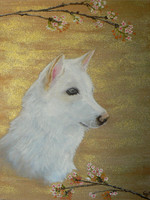 Akita