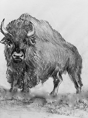 Brick the Bison