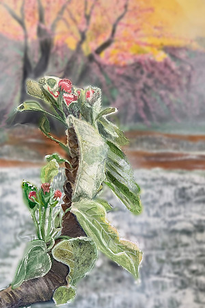 Apple tree blossoms